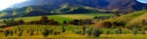 canberra-olive-oil-producers